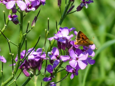 Skipper