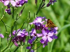 Skipper