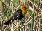 Yellow-headed Warbler