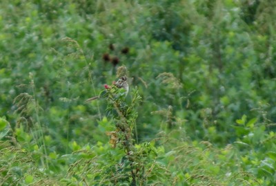 Clay-Colored Sparrow