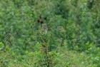 Clay-Colored Sparrow