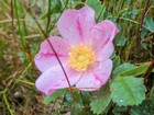 Prairie Rose
