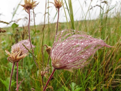 Prairie Smoke