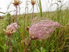 Prairie Smoke