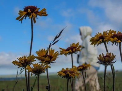 Blanket Flower