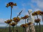 Blanket Flower
