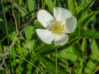 Anemone