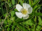 Anemone