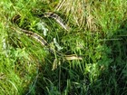 Garter Snake