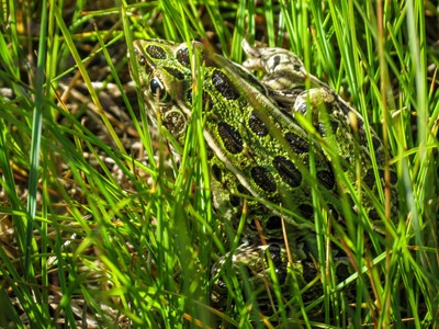Leopard Frog
