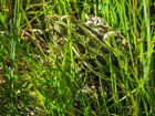 Leopard Frog