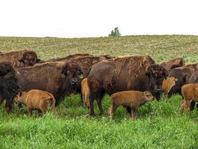 American Buffalo