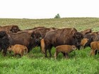 American Buffalo