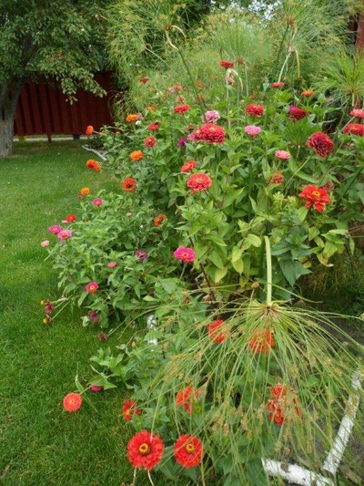 Zinnias