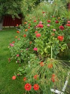 Zinnias