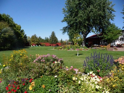 Backyard Flowers