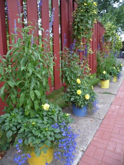 Blue Salvia
