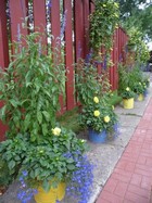 Blue Salvia