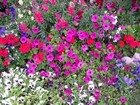 Fuschia