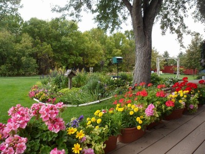 Geraniums