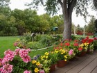 Geraniums