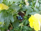 Chipping Sparrow Nest