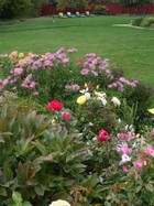 Late Bloomers