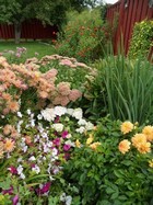 Late Bloomers