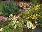 Late Bloomers