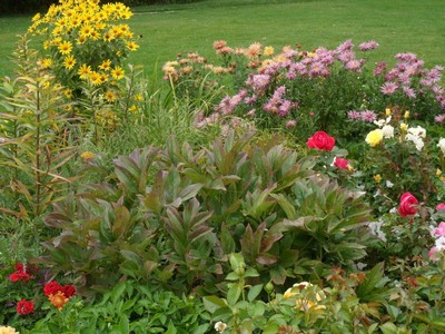 Late Bloomers