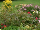Late Bloomers