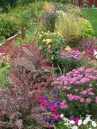 Lavender Mums