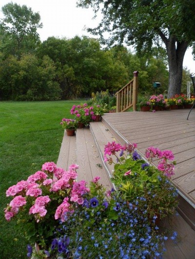 Lobelia on Steps