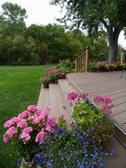 Lobelia on Steps