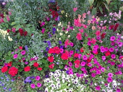 Petunias