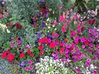Petunias