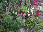 Snapdragons & Pansies