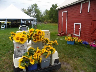 Sunflowers