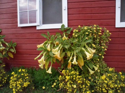 Trumpets