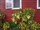 Trumpets