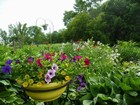 View from Hill Garden