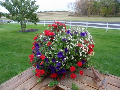 Verbena