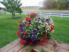 Verbena