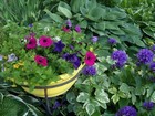Yellow Pot