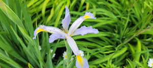 Special Iris