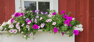 Window Box