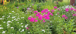 Abundant Phlox