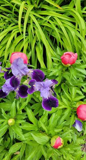 Coral Peony and Irises