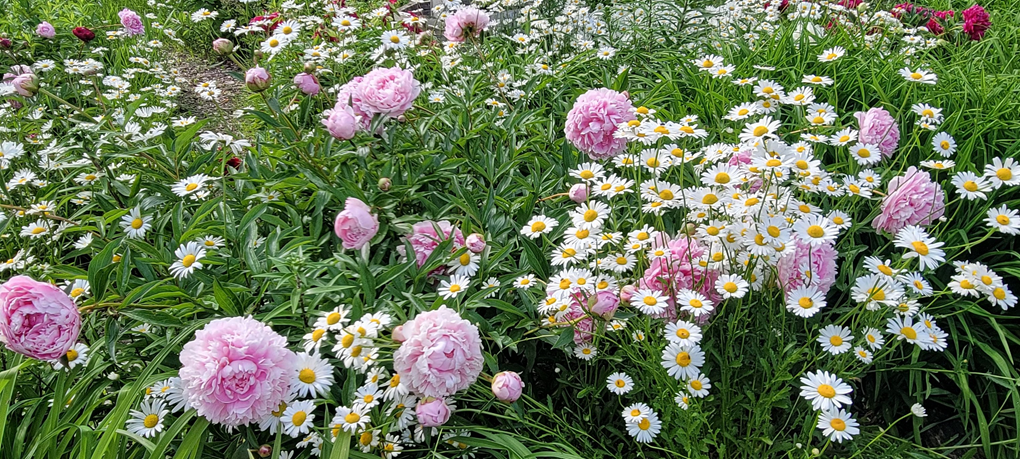 Daisies and Peonies