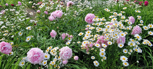 Daisies and Peonies